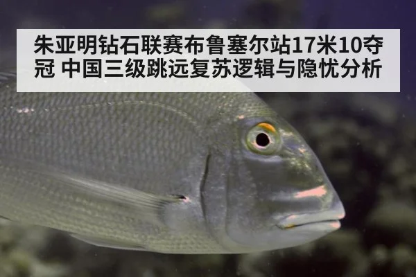 朱亚明钻石联赛布鲁塞尔站17米10夺冠 中国三级跳远复苏逻辑与隐忧分析